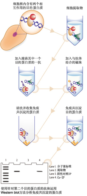 蛋白实验