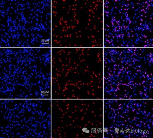 您的细胞还好吗？细胞活性检测方法汇总